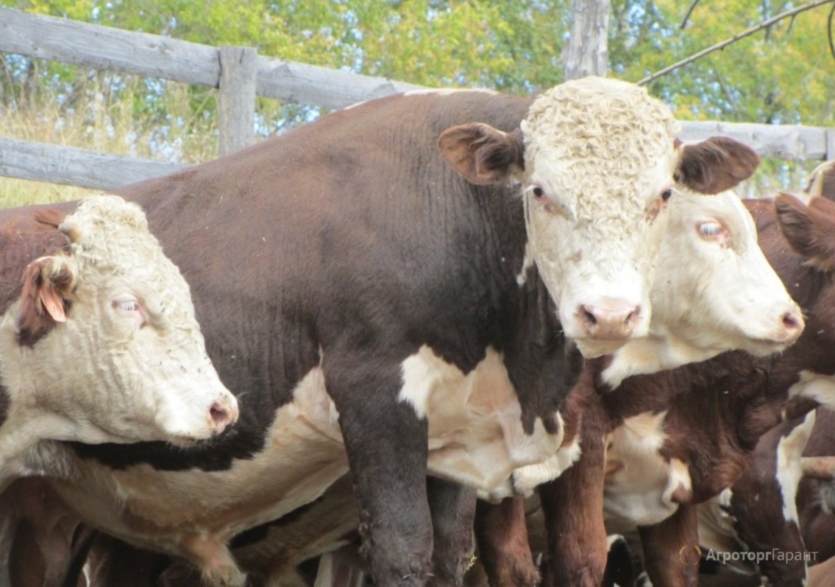 Белоголовая порода Быков