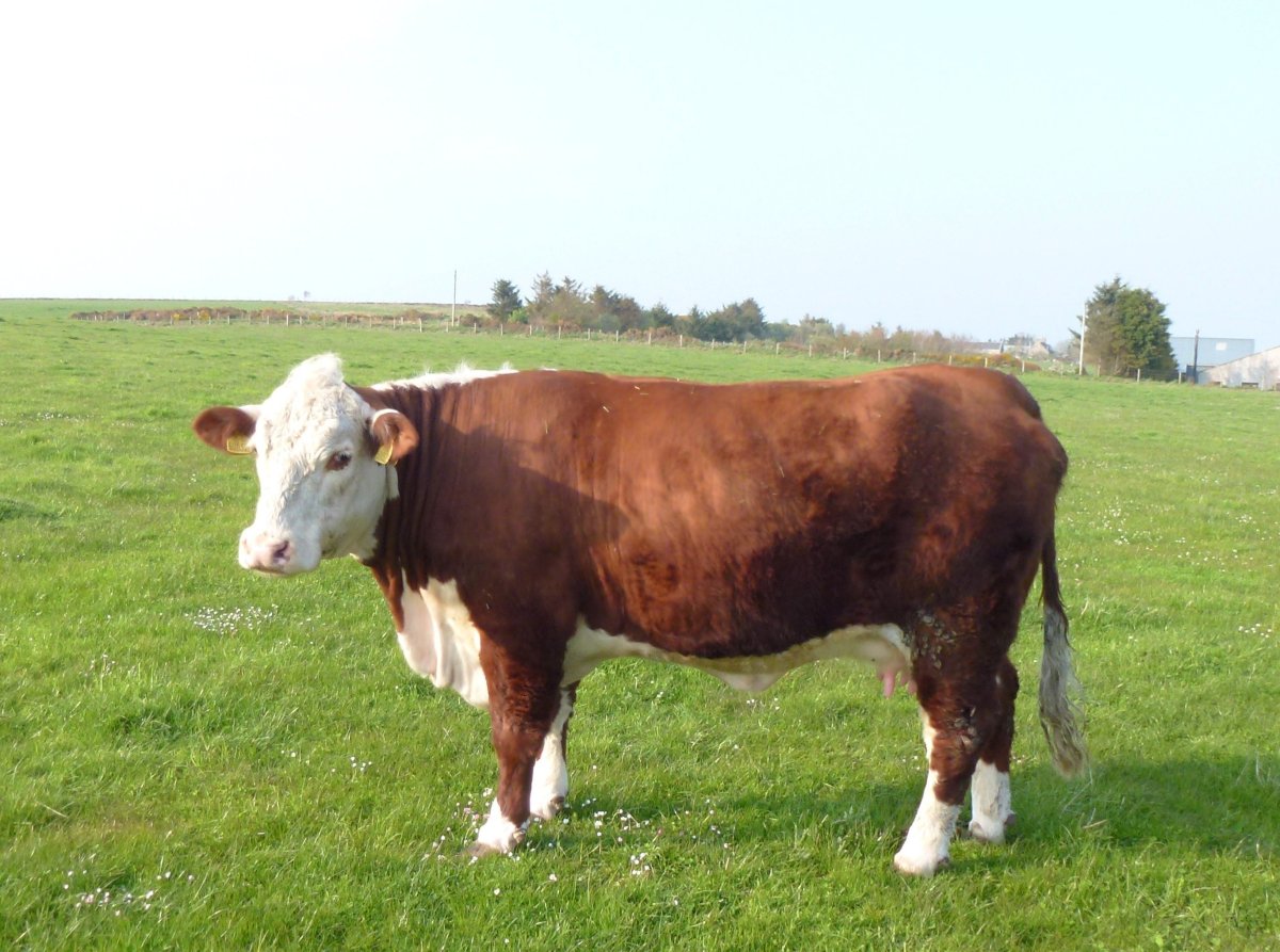 Казахская белоголовая порода коров