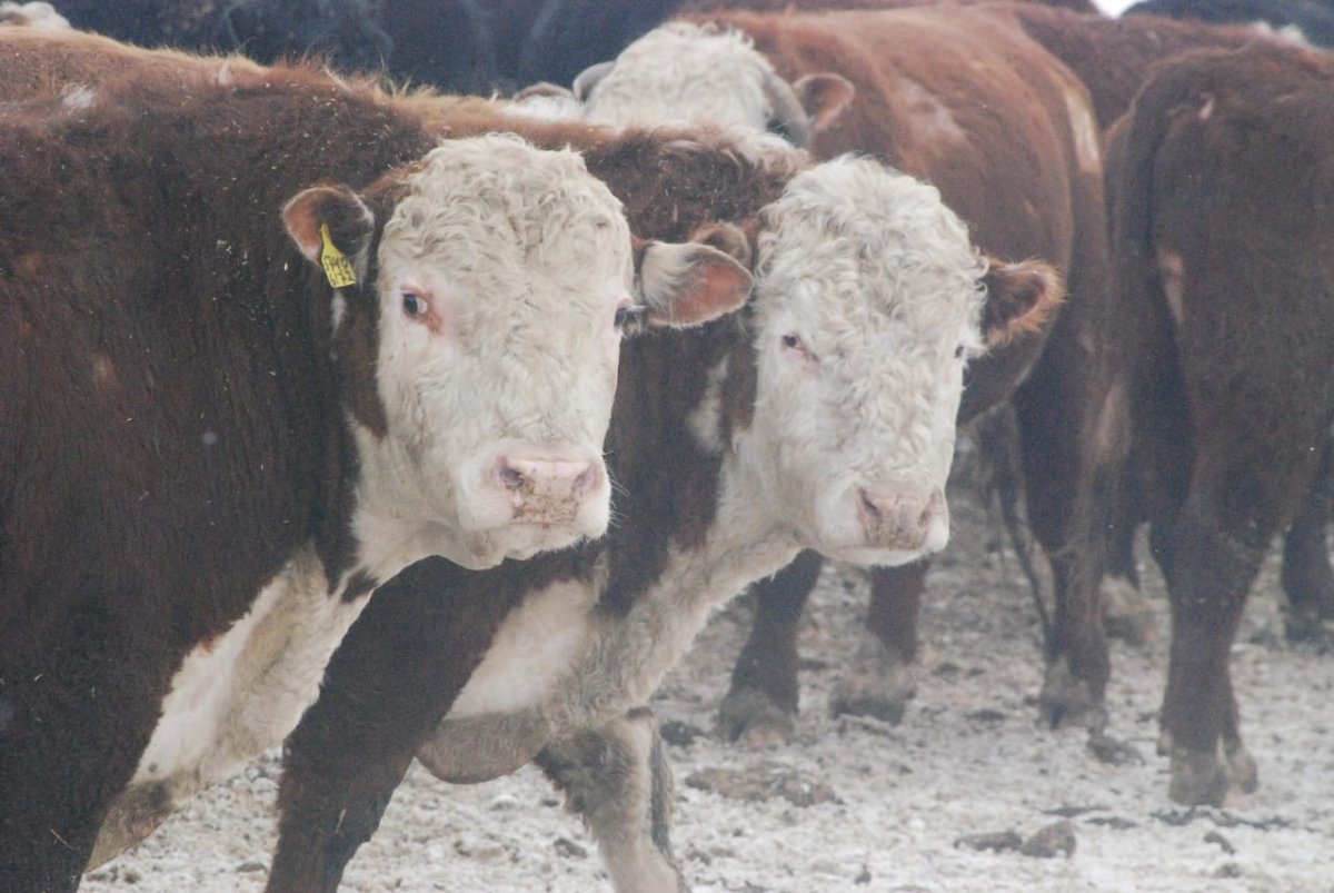 Белоголовый Герефорд