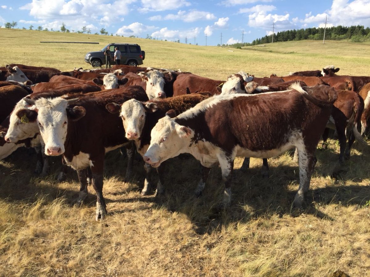 КРС казахская белоголовая