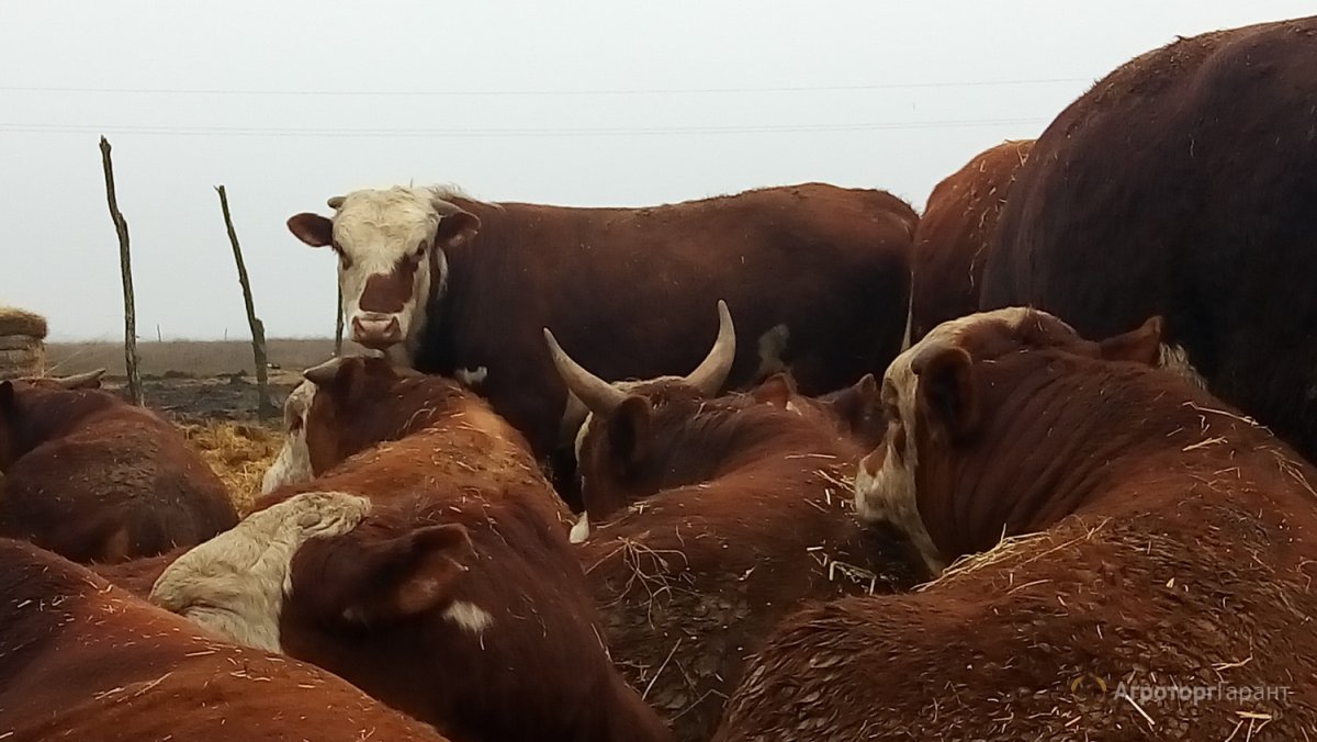 Коровы Герефорд казахская белоголовая