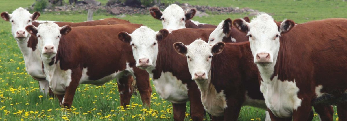 Красная белоголовая порода коров