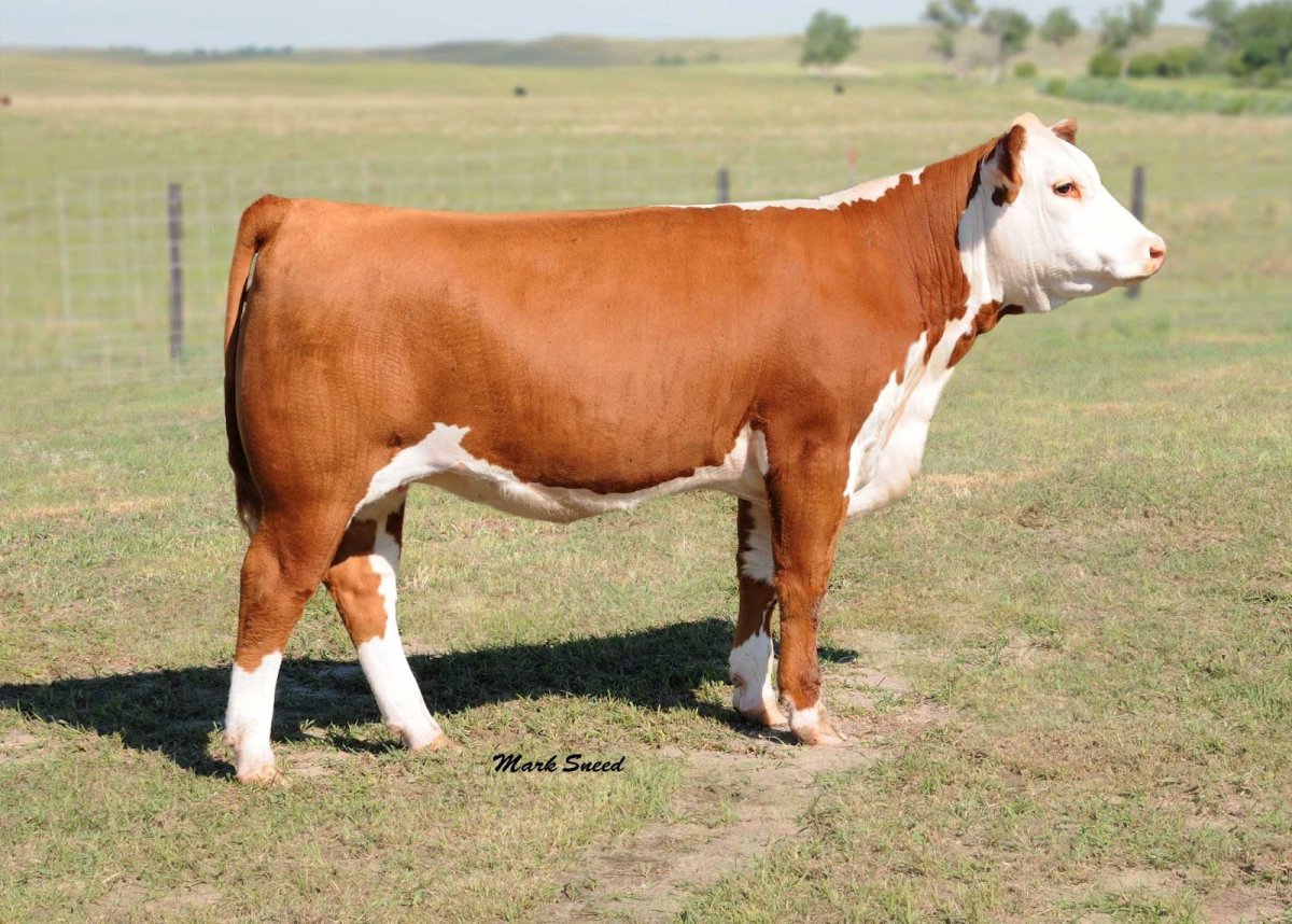 Порода Быков Герефорд