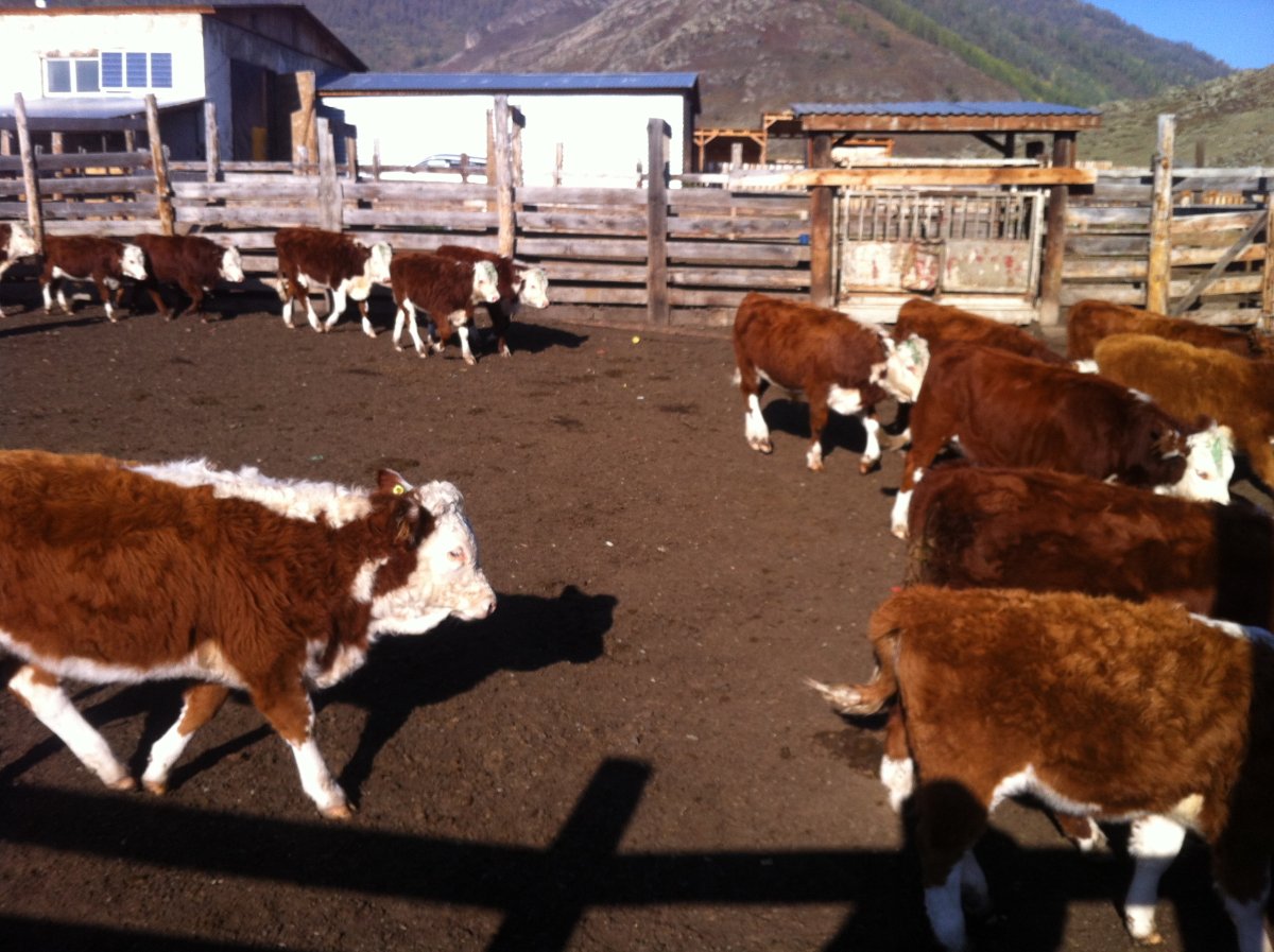 Коровы Герефорд казахская белоголовая