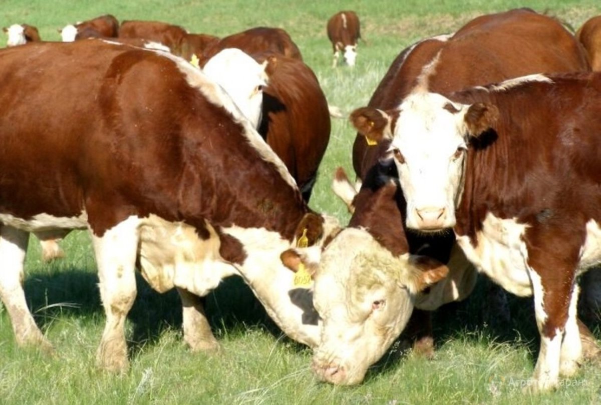 Казахские белоголовые телята