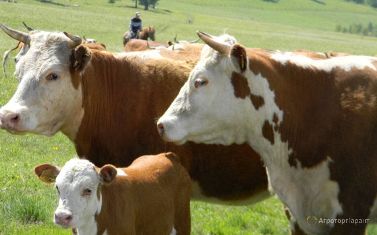 Казахстанская белоголовая порода КРС