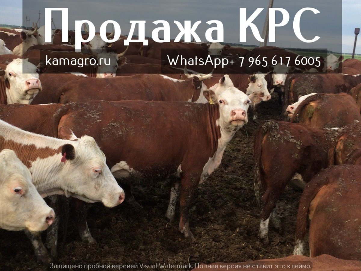 Ферма КФХ Герефорд быки