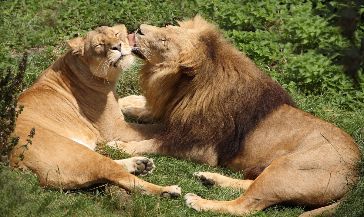 Лев лижет львицу