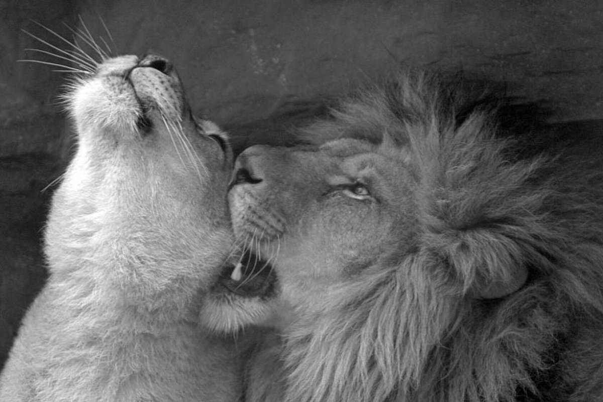 Лев и львица черно белое