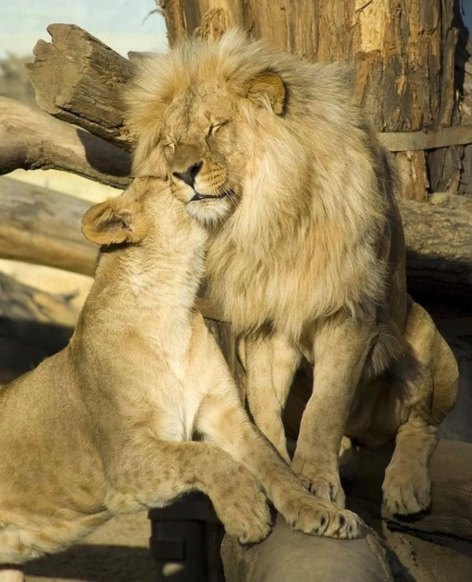 Лев ласкается к человеку