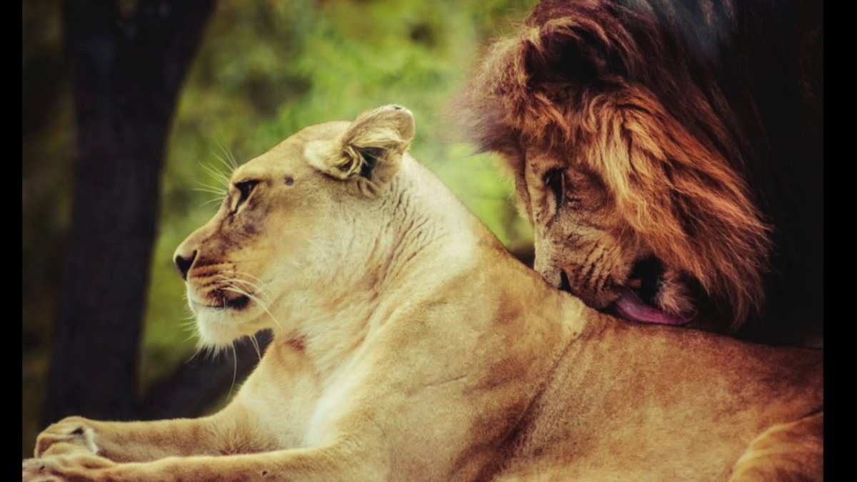 Лев и львица любовь