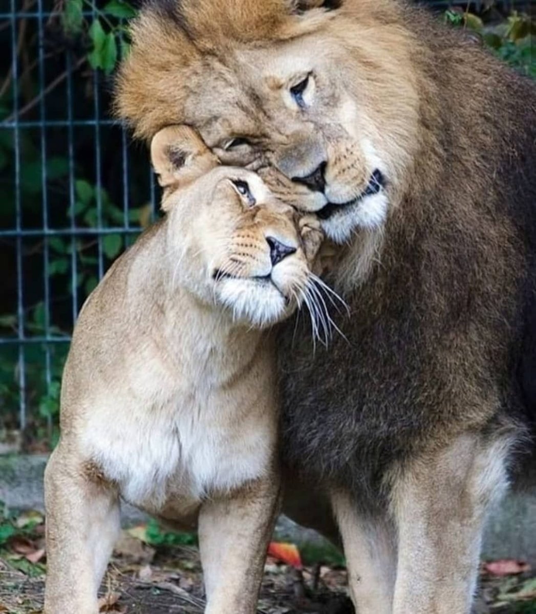 Нежности животных