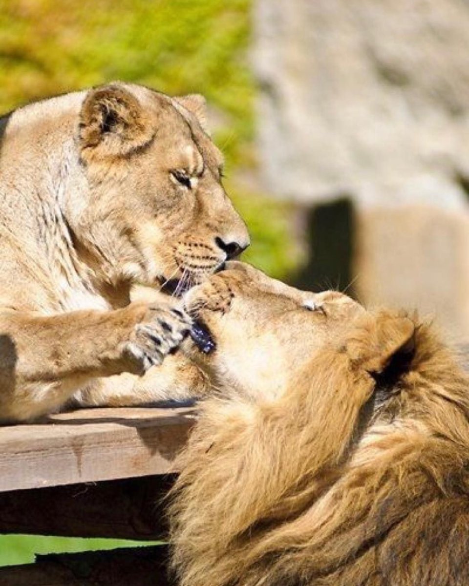 Лев и львица