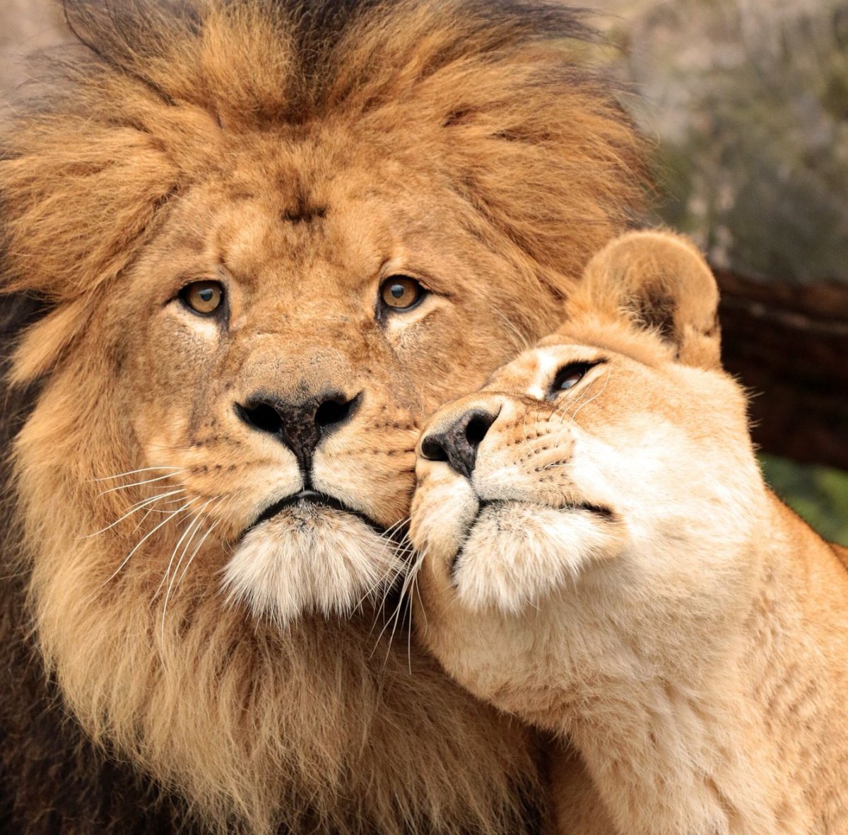 Лев и львица на аву