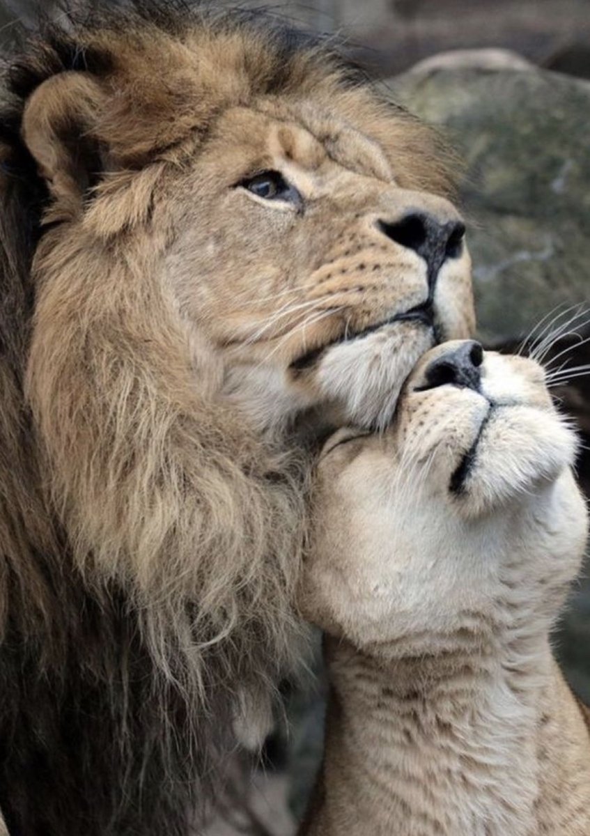 Лев обнимает львицу