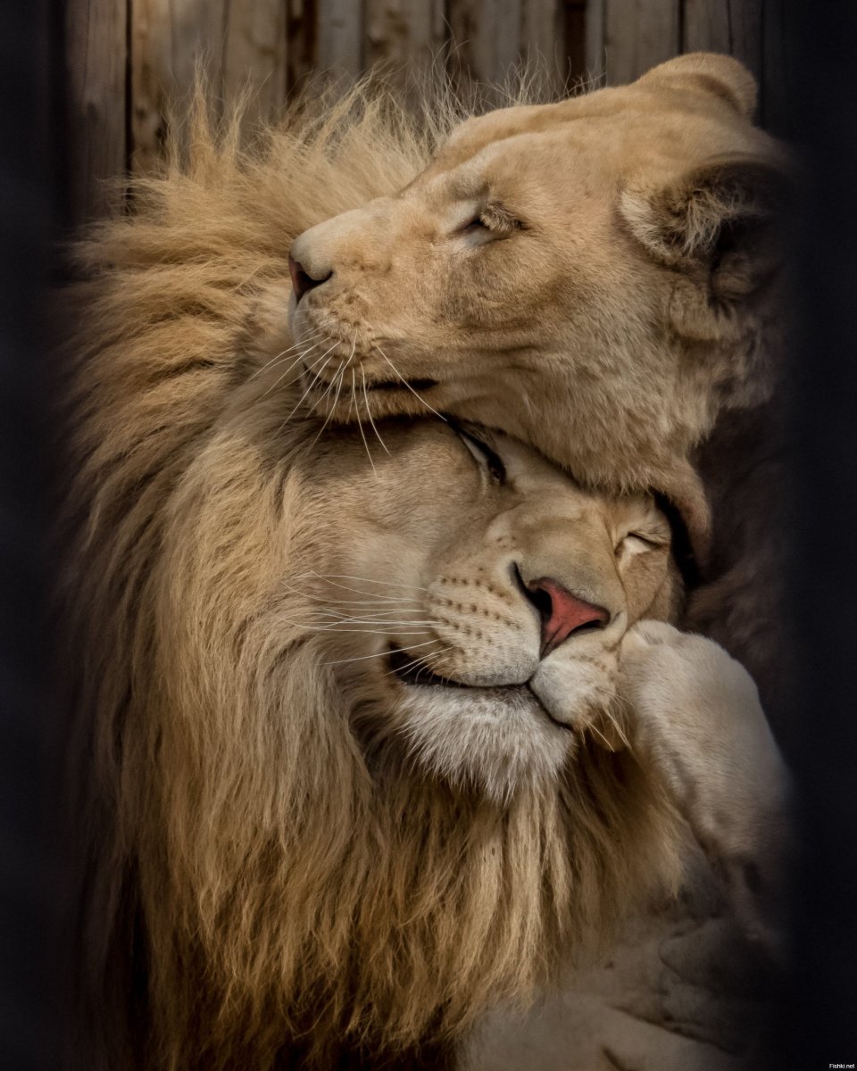Лев и львица любовь