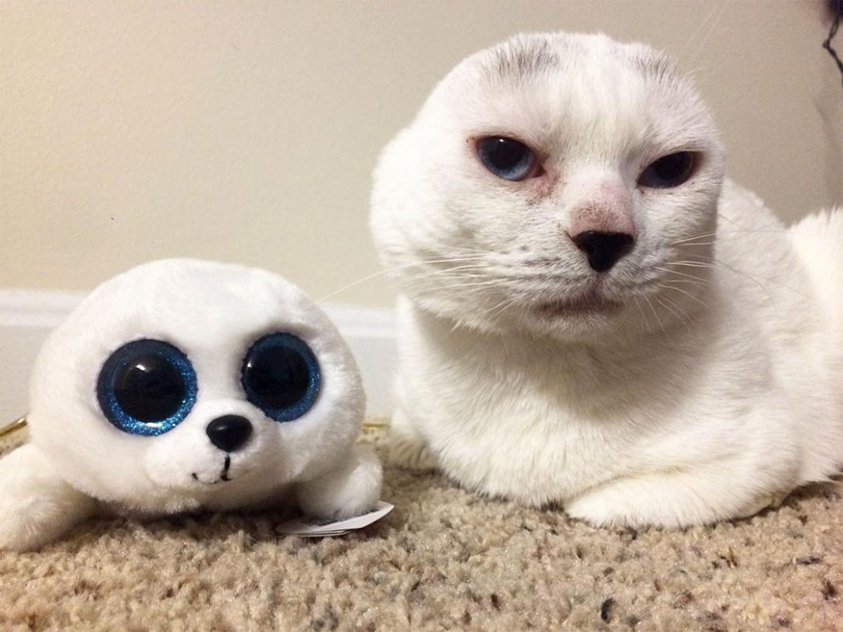 Белый кот без ушей