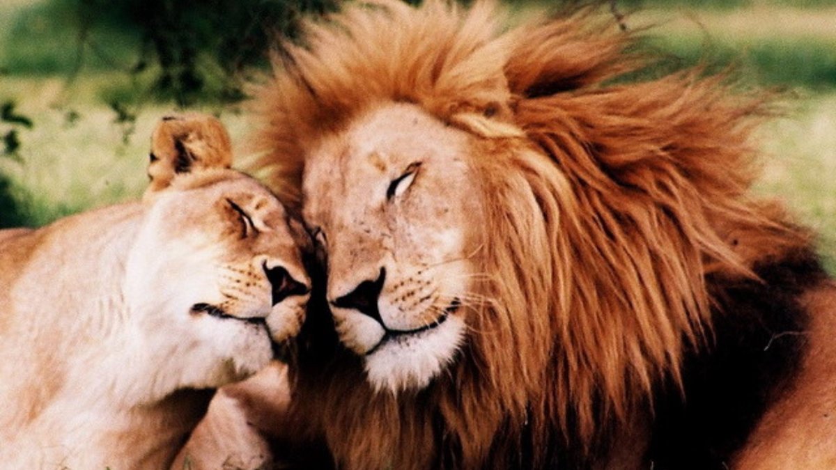 Лев и львица любовь