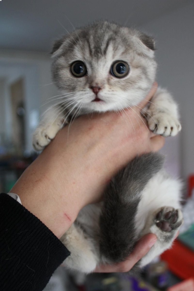 Мейн кун и Ориентал