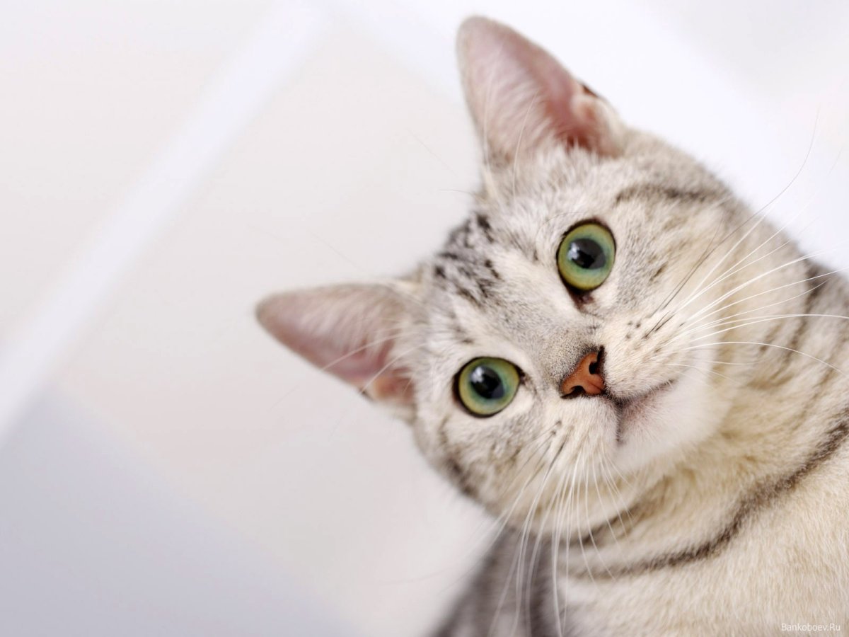 Котята с круглыми ушками