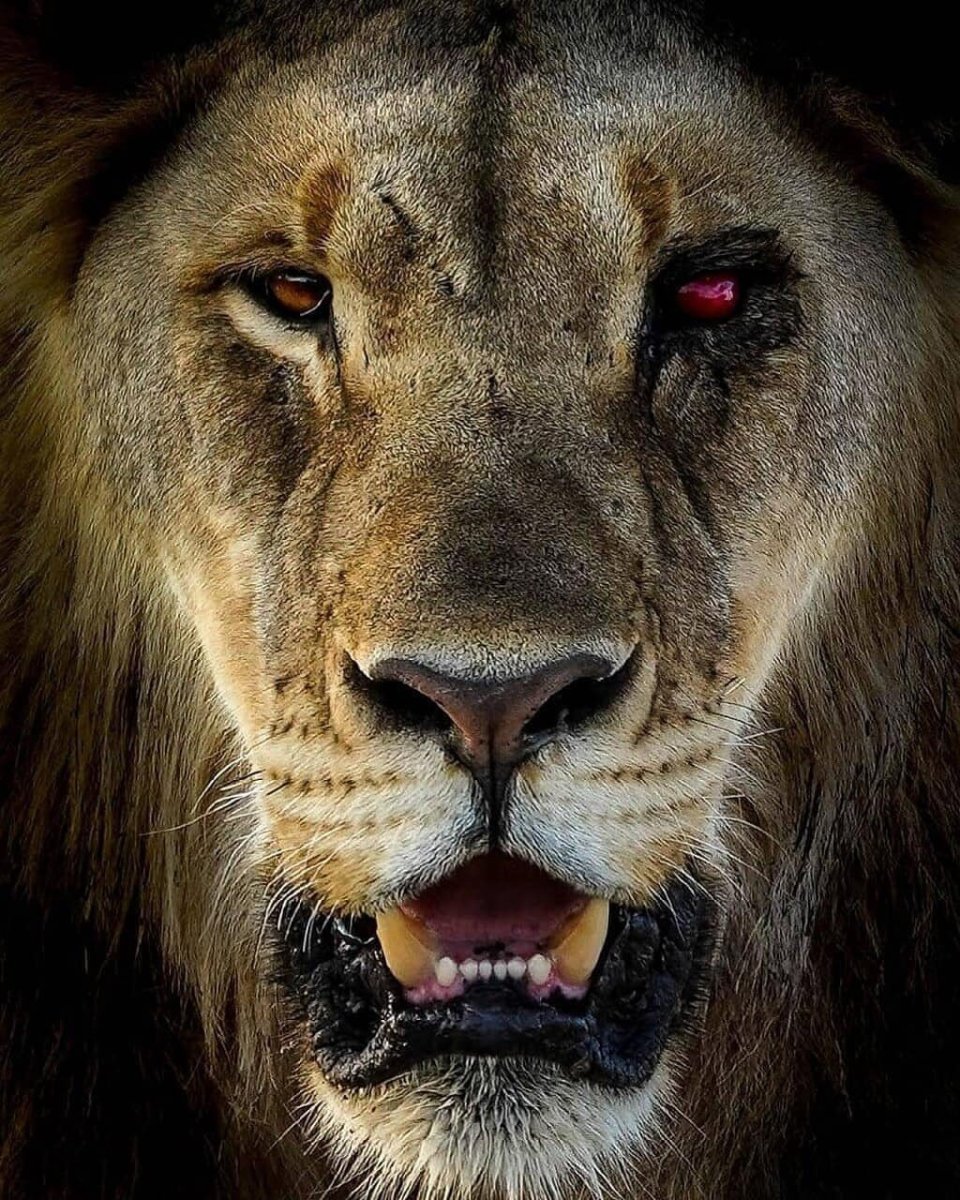 Львицы дерутся