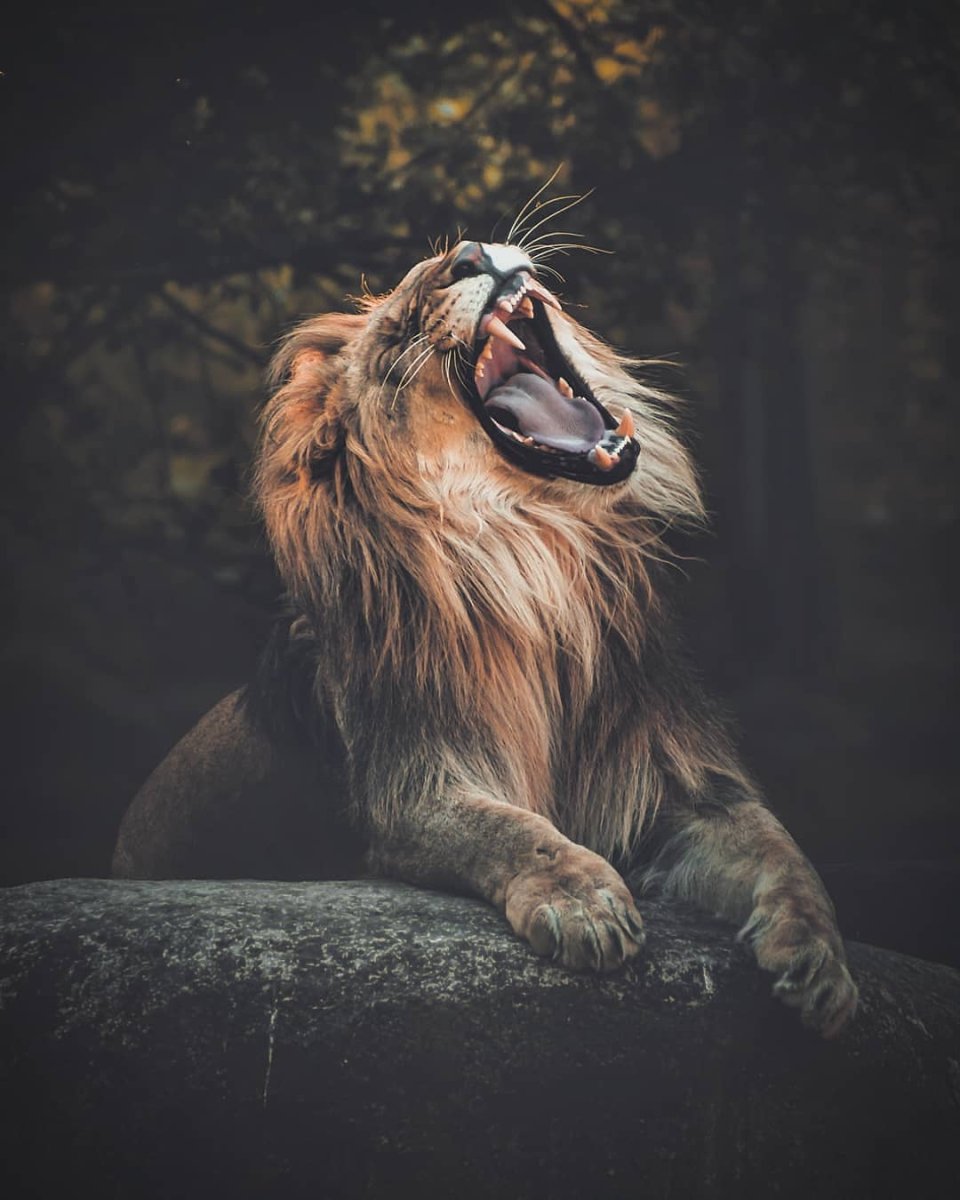 Животных химер мозаичные животные