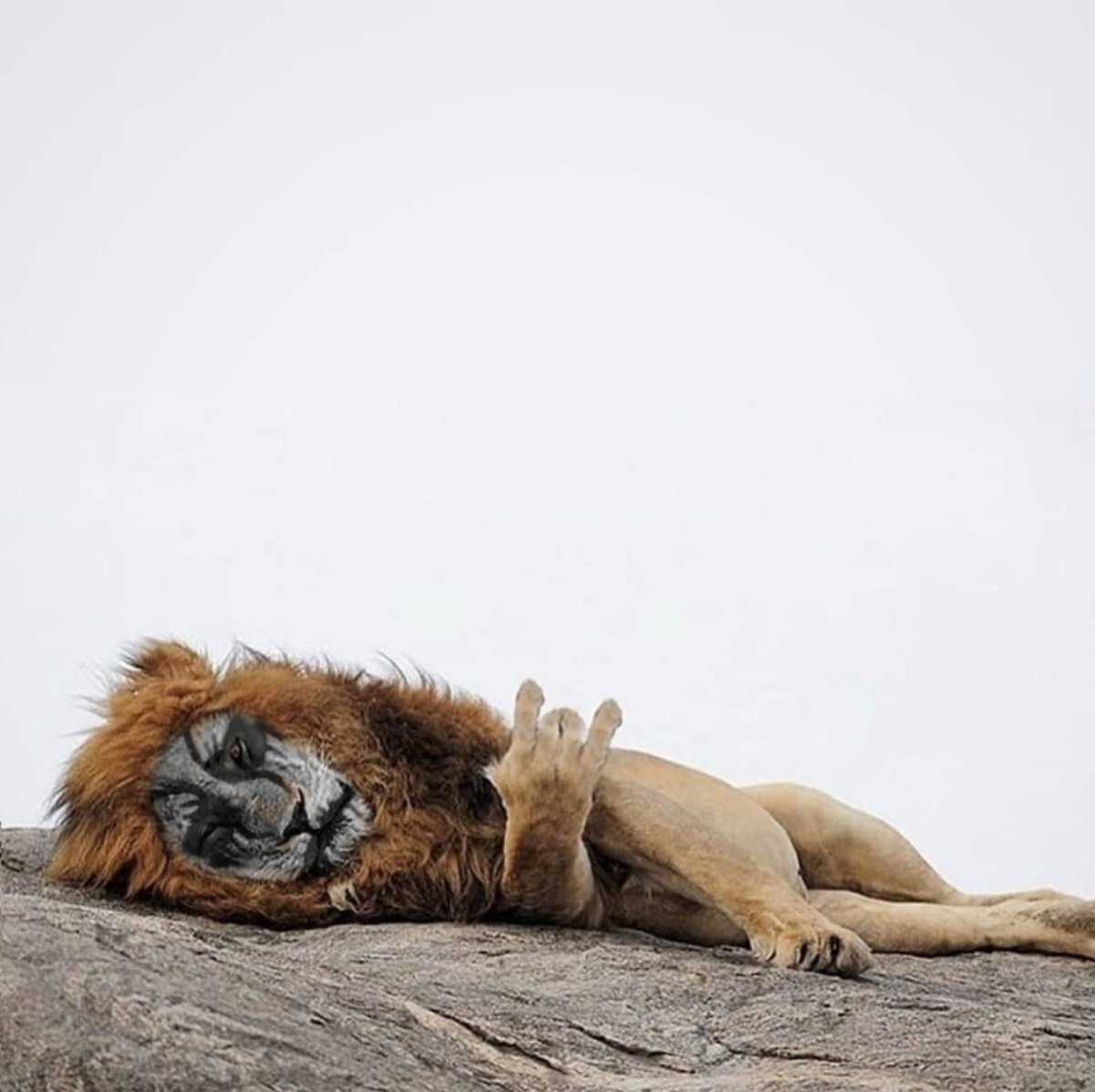 Лев облизывается