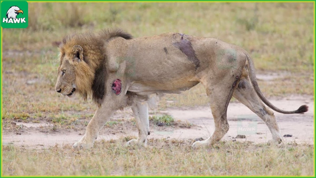 Лев на аву злой