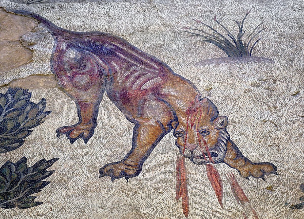 Львица спит