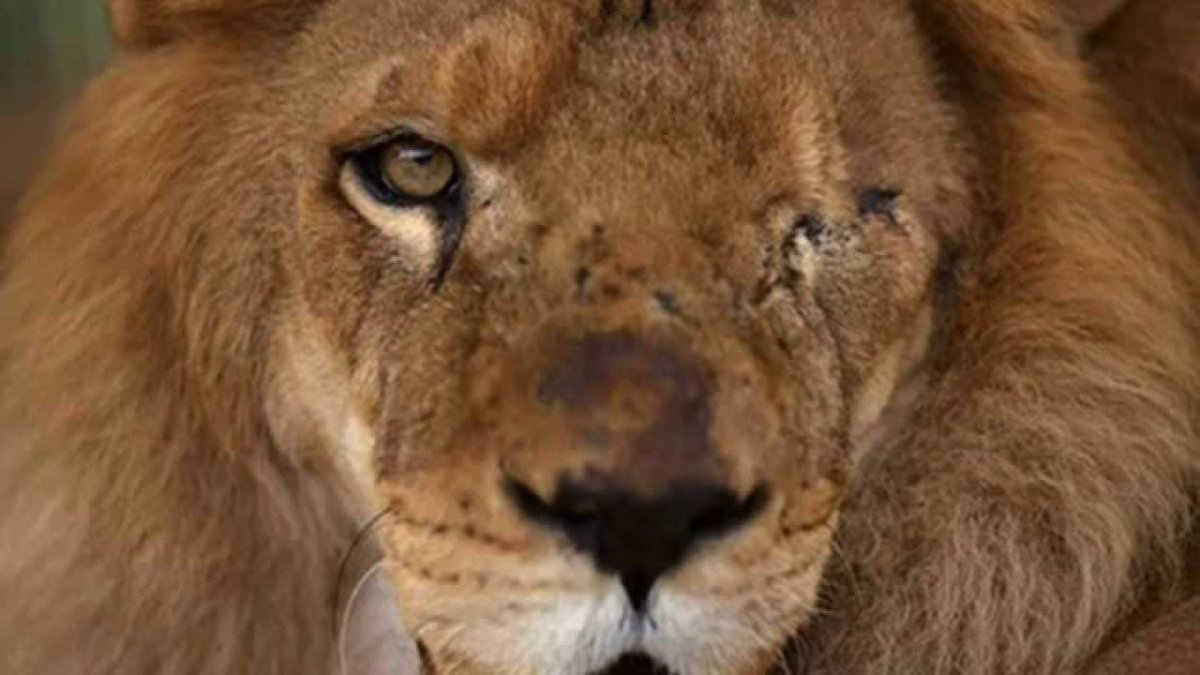 Злой Прайд Львов