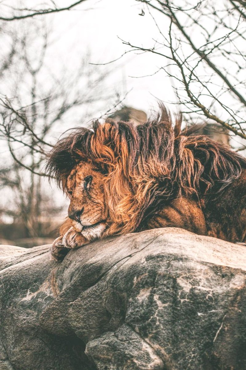 Львица рычит на Льва