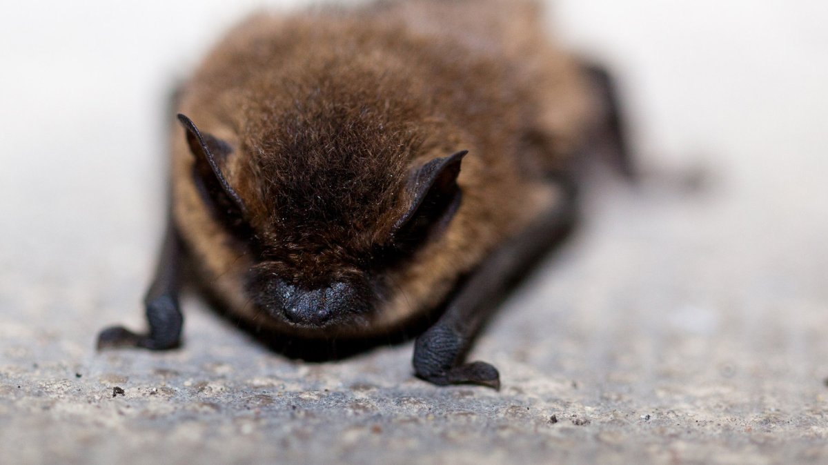 Летучая мышь в России