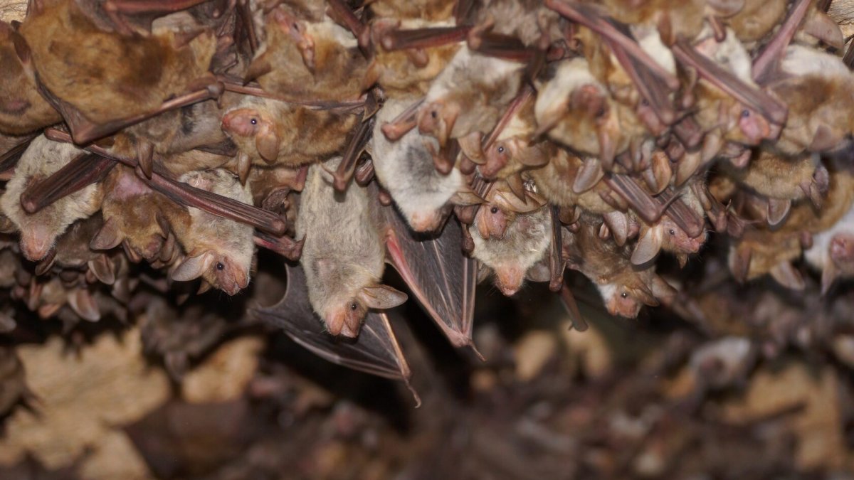 Летучая мышь Крымская