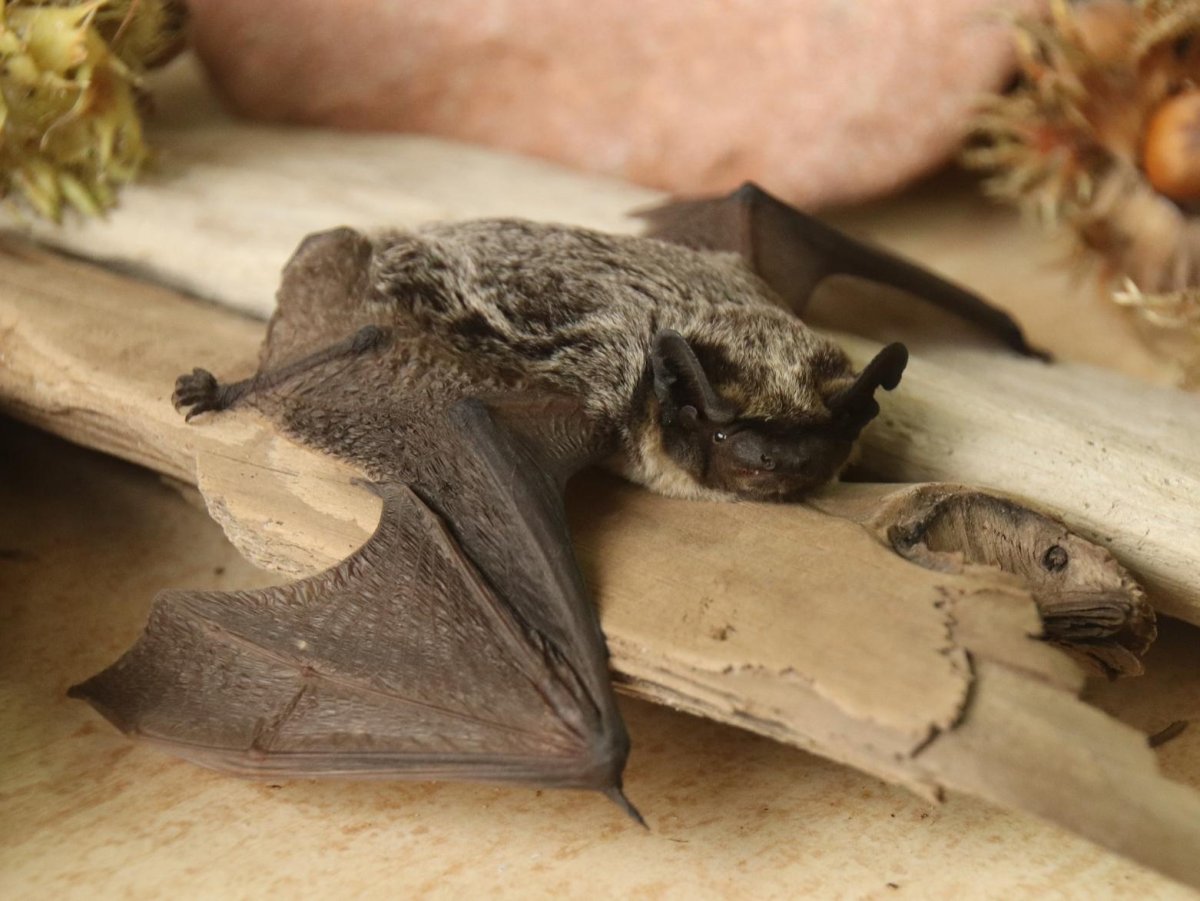 Летучая мышь Куршской косы