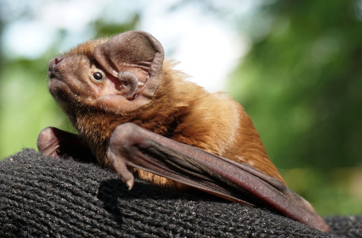 Ушан вечерница ночница