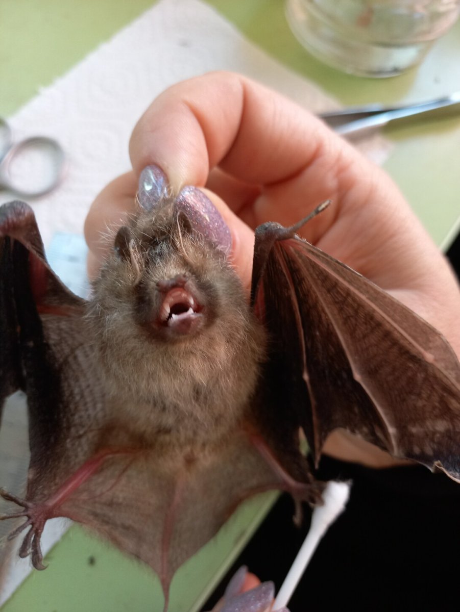 Летучая мышь ночью