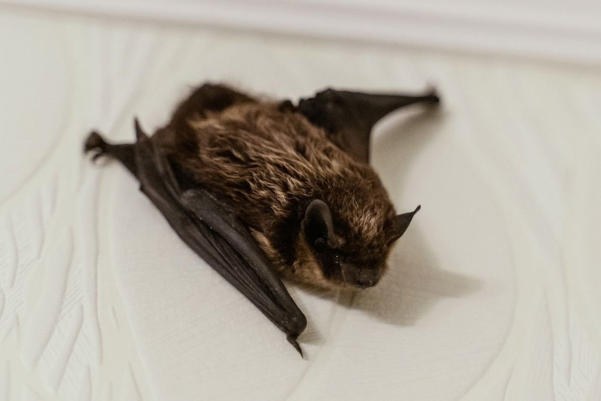 Летучие мыши в Санкт-Петербурге