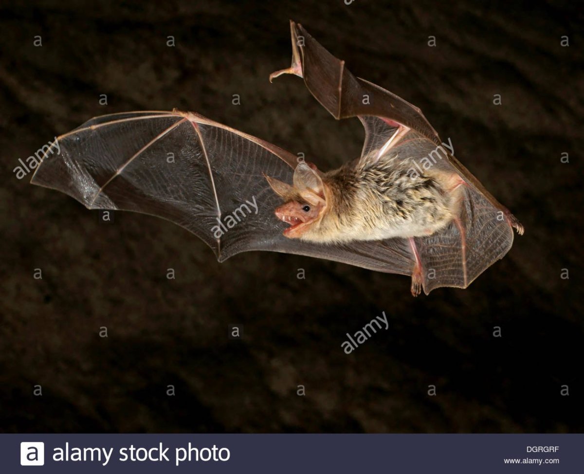 Обыкновенная ночница