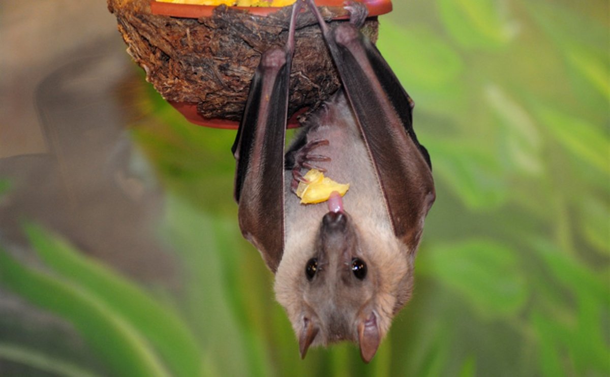Летучие мыши в Тульской области