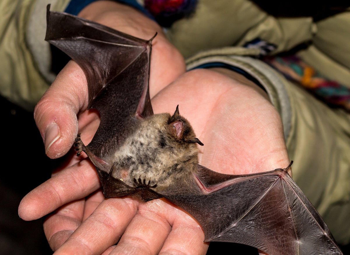 Подмосковные летучие мыши