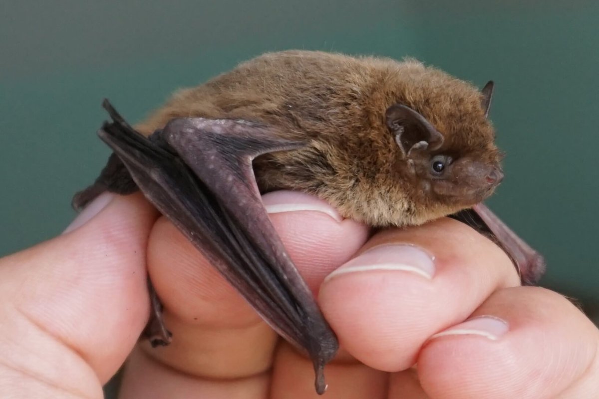 Летучая мышь нетопырь