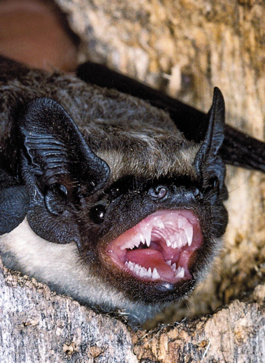 Летучая мышь Северный кожанок