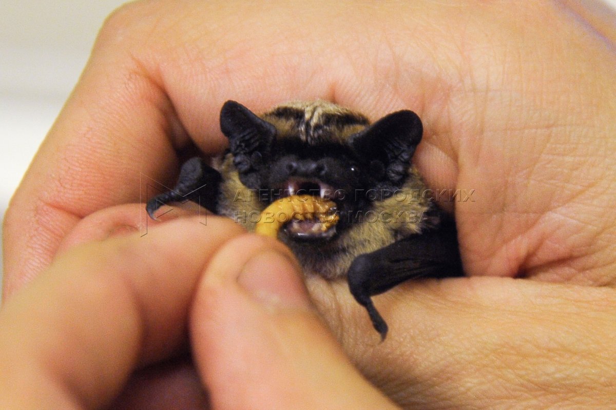 Московский зоопарк летучие мыши