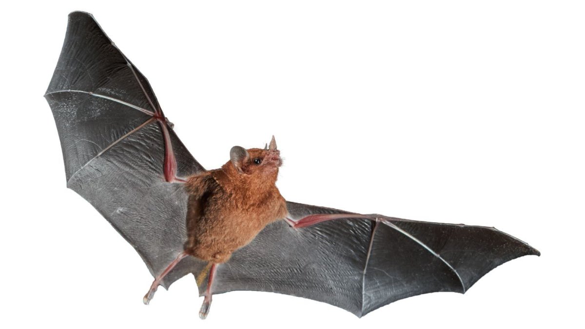 Чем питаются летучие мыши в Ташкенте