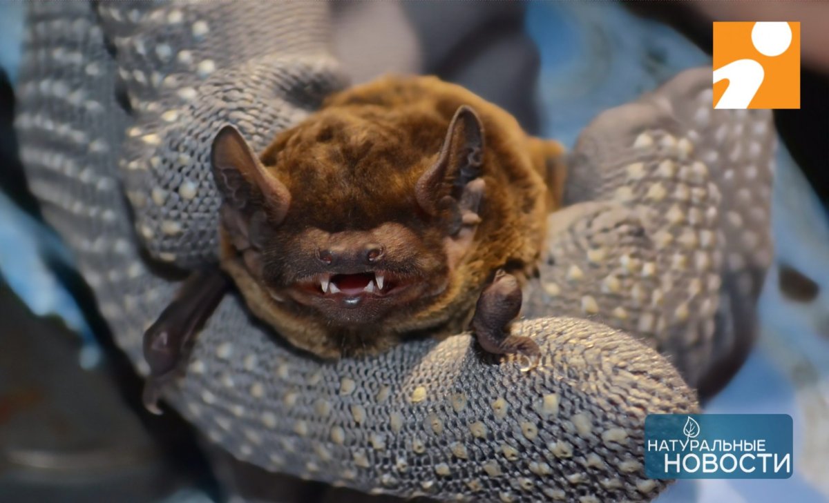 Летучая мышь