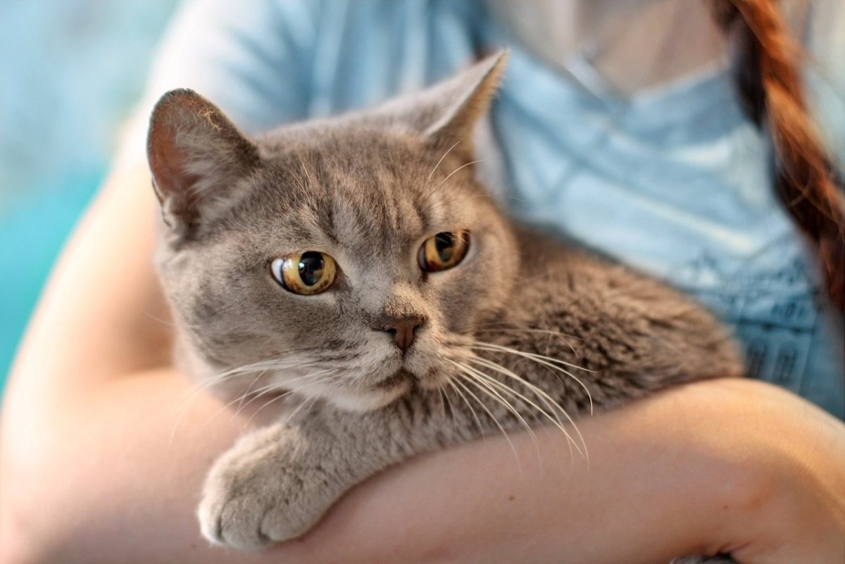 Кошка на Пролетарской