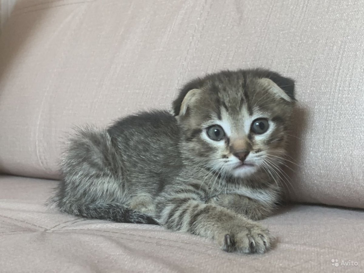 Котята метисы шотландцы