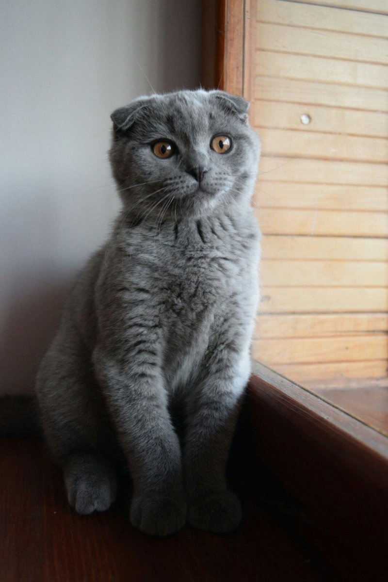 Кошка с прижатыми ушами