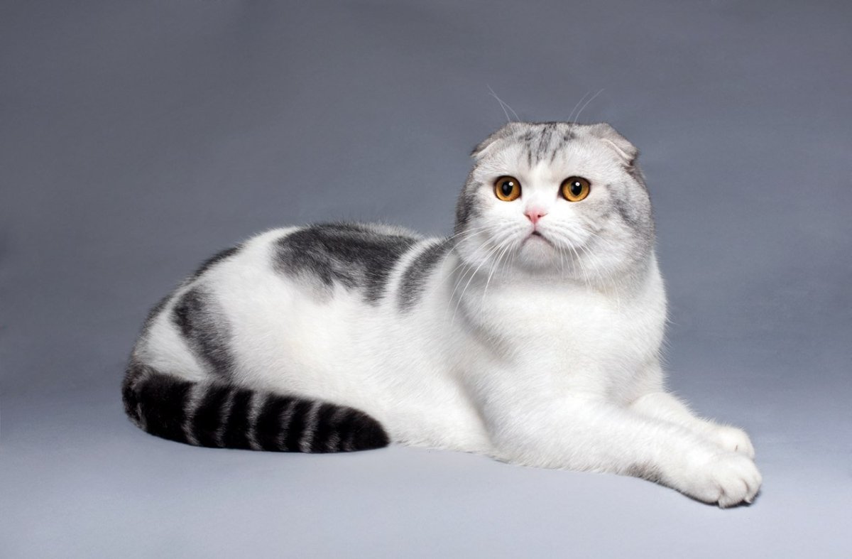 Скоттиш фолд Калико