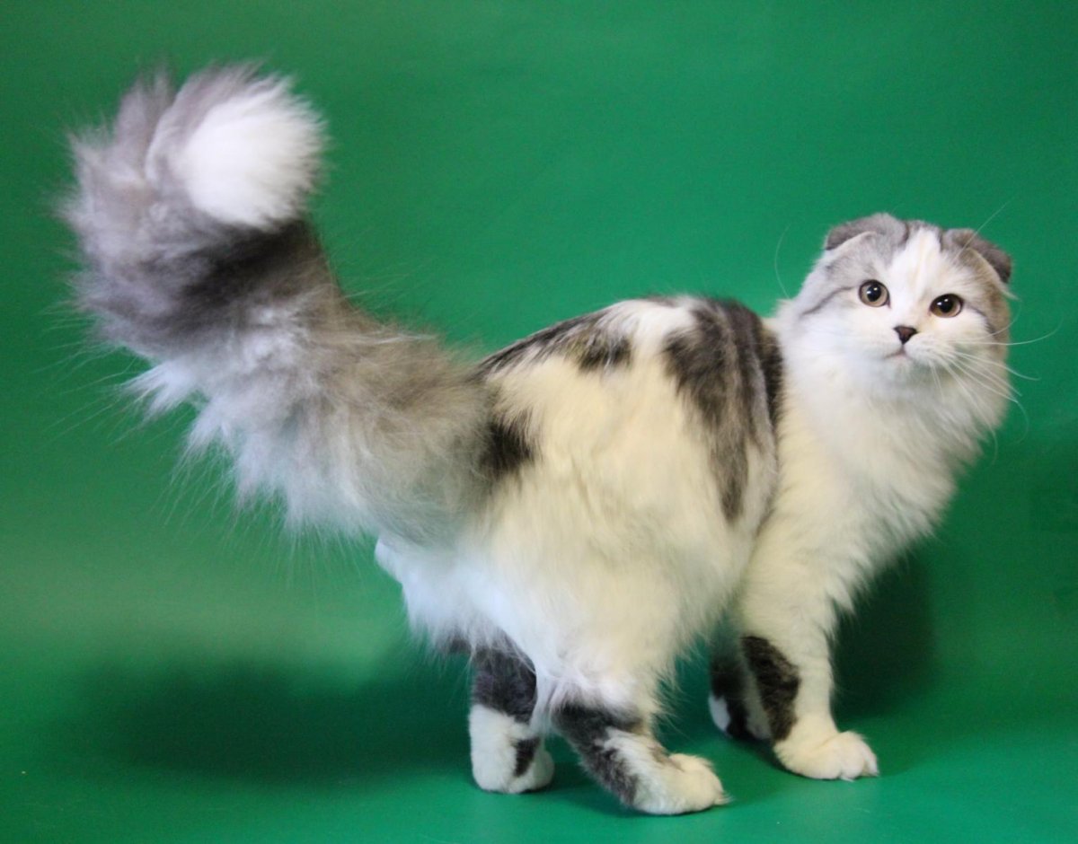 Хайленд-фолд черный Арлекин